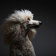 Illustration for article titled Shooting Challenge: Pet Photography